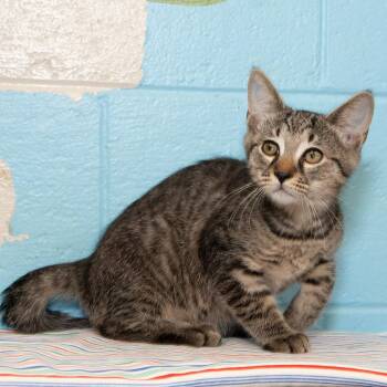 Clove -  Domestic Short Hair Cat Available for Adoption in Troy, Ohio - Clove | PetCurious