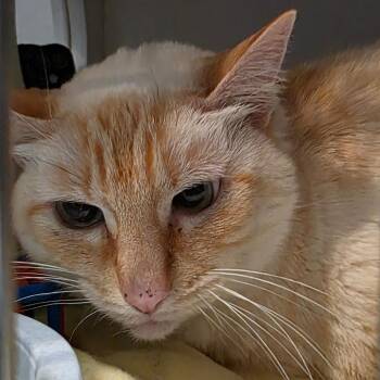 Sercha -  Domestic Short Hair Cat for Adoption in Port Angeles, Washington - Sercha | PetCurious