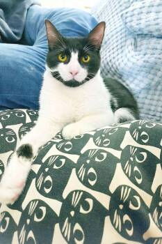 Domestic Short Hair Cats Available for Adoption - Oswald Cobblepot | PetCurious