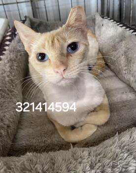 321414594 -  Siamese Cat for Adoption in Lee