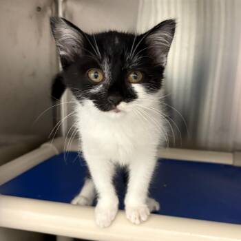 Spam -  Domestic Short Hair Cat for Adoption in Detroit Lakes, Minnesota - Spam | PetCurious