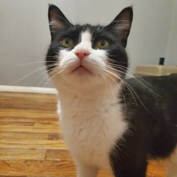 Rescue Domestic Short Hair Cats for Adoption in Granville, Ohio - Bailey | PetCurious