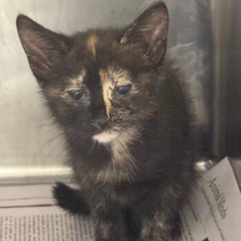 Ezra (white) -  Domestic Short Hair Cat for Adoption in Winston-salem, North Carolina - Ezra (white) | PetCurious
