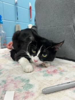 Rescue Domestic Short Hair Cats for Adoption in Frankfort, Kentucky - Loki | PetCurious