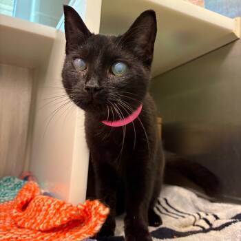 Thelma -  Domestic Short Hair Cat Available for Adoption in Fairport, New York - Thelma | PetCurious