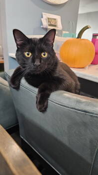 Rescue Domestic Short Hair Cats for Adoption in Minneapolis, Minnesota - Jet C4427 & Leo C4429 (Bonded) | PetCurious