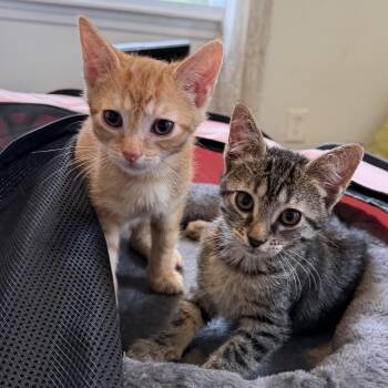 Naan and Roti -  American Shorthair Cat for Adoption in Highland Park, New Jersey - Naan And Roti | PetCurious