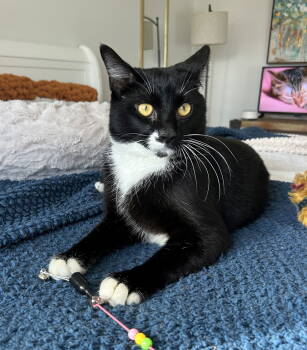 Rescue Domestic Short Hair Cats for Adoption in Livonia, Michigan - Louie | PetCurious