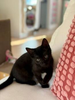 91241A Pickles -  Domestic Short Hair Cat for Adoption in North Charleston, South Carolina - 91241A Pickles | PetCurious
