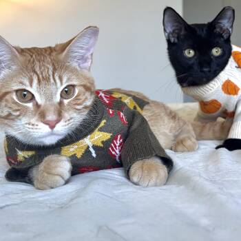 Chicken and Bear -  Bombay and Domestic Short Hair Cat for Adoption in Coral Gables, Florida - Chicken And Bear | PetCurious