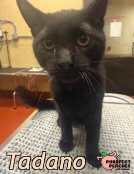 Bombay Cats Available for Adoption - Tadano | PetCurious