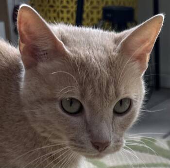 Rescue Domestic Short Hair Cats for Adoption in Byrdstown, Tennessee - Neyland | PetCurious