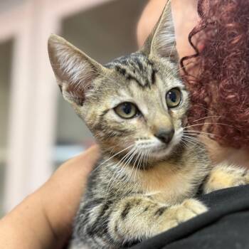 Furby -  Domestic Short Hair Cat for Adoption in Sunrise, Florida - Furby | PetCurious