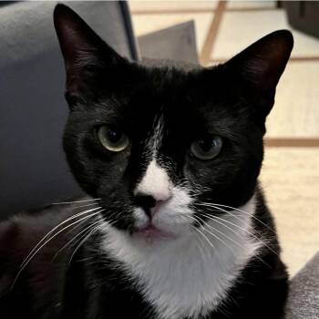 Rescue Domestic Short Hair Cats for Adoption - Binx | PetCurious