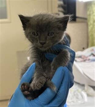 LINDEN -  Domestic Short Hair Cat for Adoption in Riverside, California - LINDEN | PetCurious