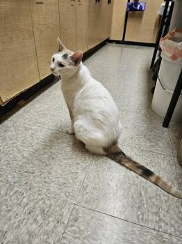 Domestic Short Hair Cats Available for Adoption in Port Barrington, Illinois - Snow White | PetCurious