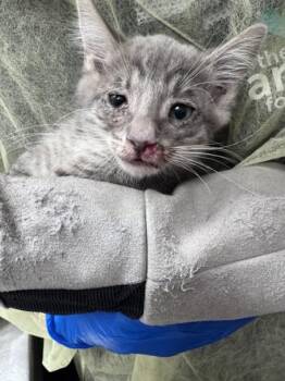 OSCAR -  Domestic Short Hair Cat for Adoption in Las Vegas, Nevada - OSCAR | PetCurious