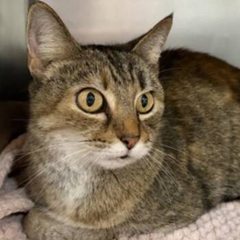 Rescue Domestic Short Hair Cats for Adoption in New York, New York - Kitty | PetCurious