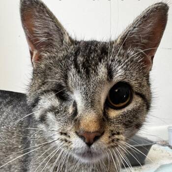 Tigress -  Domestic Short Hair Cat for Adoption in Zimmerman, Minnesota - Tigress | PetCurious