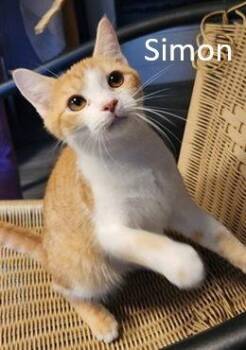 Domestic Short Hair Cats Available for Adoption - Simon | PetCurious