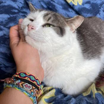 Domestic Short Hair Cats Available for Adoption in Puslinch, Ontario - Gizmo | PetCurious