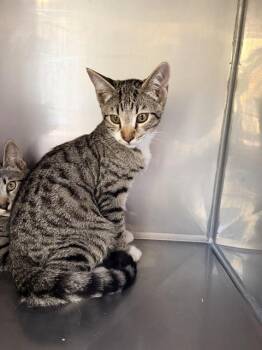 SOUFFLE* -  Domestic Short Hair Cat for Adoption in Santa Cruz, California - SOUFFLE* | PetCurious