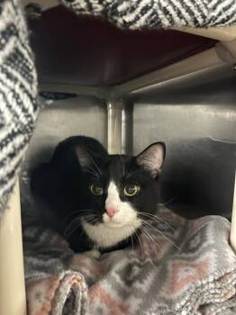 ACE -  Domestic Short Hair Cat for Adoption in Boston, Massachusetts - ACE | PetCurious