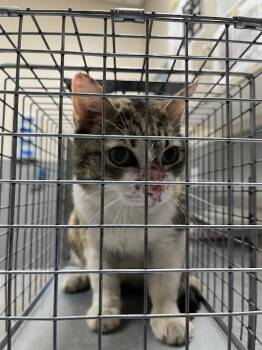 MARLA -  Domestic Short Hair Cat for Adoption in Las Vegas, Nevada - MARLA | PetCurious