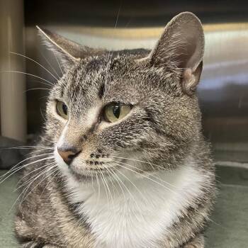 Aggie -  Domestic Short Hair Cat for Adoption in Keizer, Oregon - Aggie | PetCurious