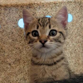 Saffron -  Domestic Medium Hair Cat for Adoption in Reno, Nevada - Saffron | PetCurious