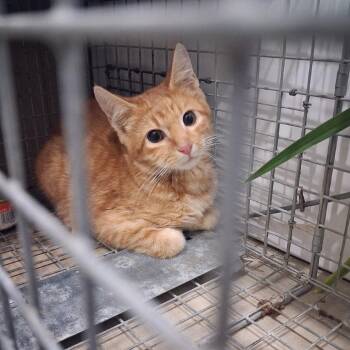 Glimmer -  Domestic Short Hair Cat for Adoption in Nashville, Tennessee - Glimmer | PetCurious
