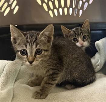 Domestic Short Hair Cats Available for Adoption in Fort Myers, Florida - MILO | PetCurious