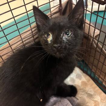 Salem -  Domestic Short Hair Cat for Adoption in Pasadena, California - Salem | PetCurious
