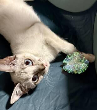 Kennedy -  Domestic Short Hair Cat for Adoption in Honolulu, Hawaii - Kennedy | PetCurious