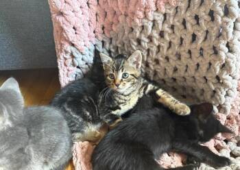 Domestic Short Hair Cats Available for Adoption in North Babylon, New York - Zero | PetCurious