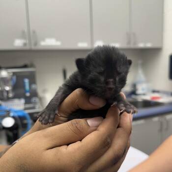 Ash -  Domestic Short Hair Cat Available for Adoption in Corpus Christi, Texas - Ash | PetCurious