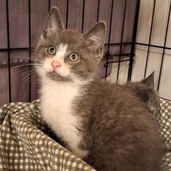 Rescue Domestic Short Hair Cats for Adoption in Butler, Pennsylvania - Henry | PetCurious