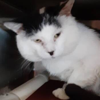 Rescue Domestic Short Hair Cats for Adoption in Myrtle Beach, South Carolina - Juno | PetCurious