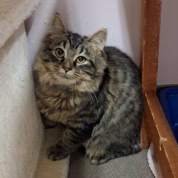Merritt -  Domestic Medium Hair Cat for Adoption in Middlebury, Vermont - Merritt | PetCurious