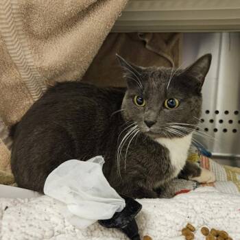 Cinder -  Domestic Short Hair Cat for Adoption in Oakland, California - Cinder | PetCurious