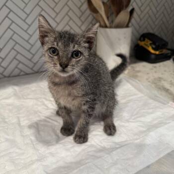 BINX -  Domestic Long Hair Cat for Adoption in Olmos Park, Texas - BINX | PetCurious