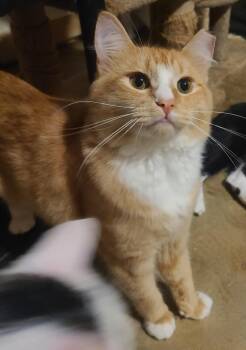 Rescue Domestic Medium Hair Cats for Adoption in Ellijay, Georgia - Sammie | PetCurious