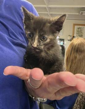 Domestic Medium Hair Cats Available for Adoption in Pahrump, Nevada - Sasha (L571 K3) | PetCurious