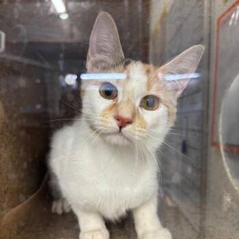 Domestic Short Hair Cats Available for Adoption - Toodles | PetCurious