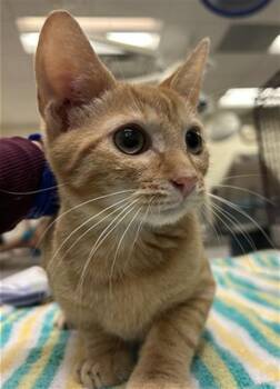 POPPY -  Domestic Short Hair Cat for Adoption in Doral, Florida - POPPY | PetCurious