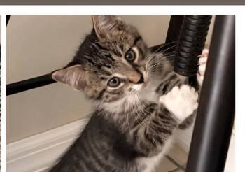 Domestic Medium Hair Cats Available for Adoption in Town 