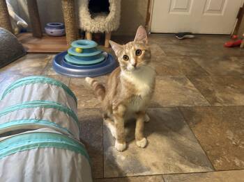 Rescue Domestic Short Hair Cats for Adoption in Peru, Illinois - Kickoff | PetCurious
