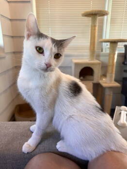 Rescue Domestic Short Hair Cats for Adoption - Lillypurr | PetCurious