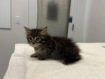 Burrow -  Domestic Long Hair Cat for Adoption in Kansas City, Missouri - Burrow | PetCurious