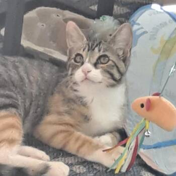 Miss Hazel -  Domestic Short Hair Cat for Adoption in Santa Fe, New Mexico - Miss Hazel | PetCurious